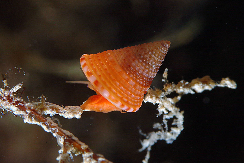 Calliostoma dubium e Calliostoma conulus